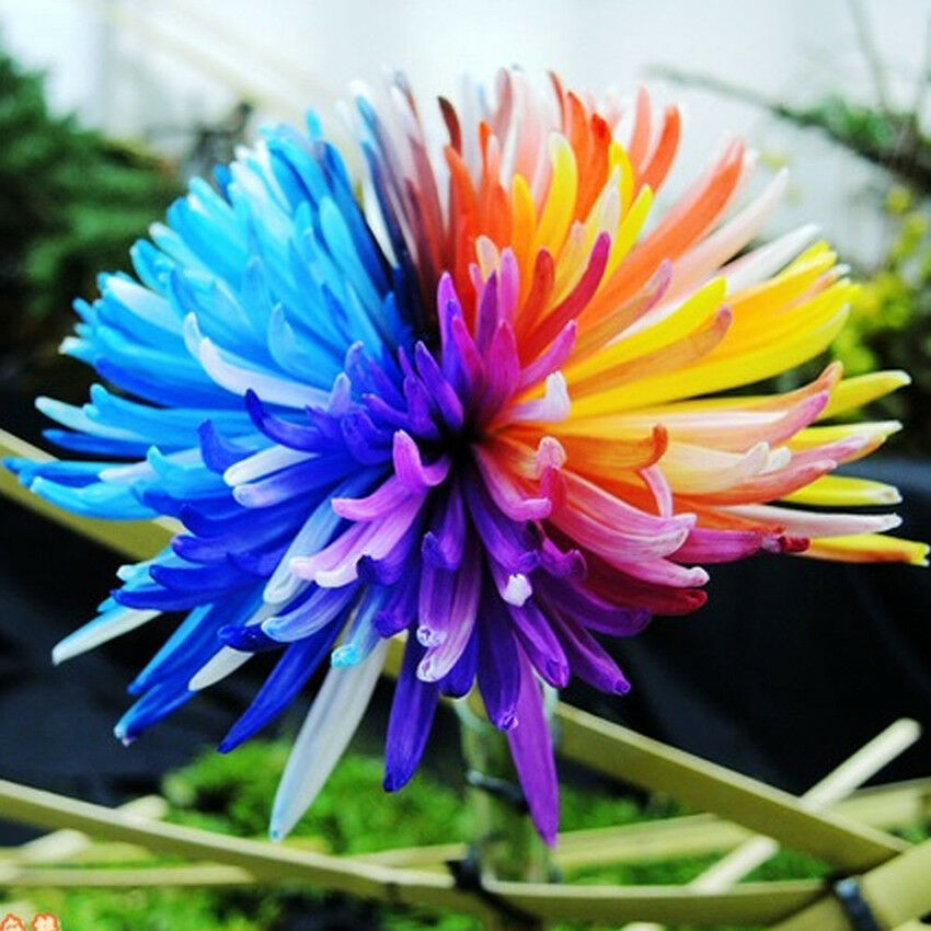 100pcs/bag Rainbow Daisy Flores Chrysanthemum Plants, Bonsai Flower Plant