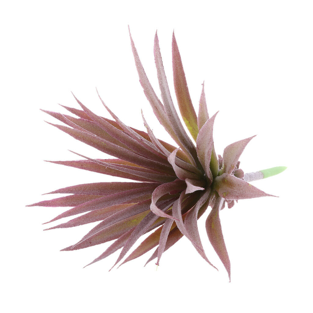 Artificial Succulent Plants Agave Titanota Cactus Simulation Flowers #5