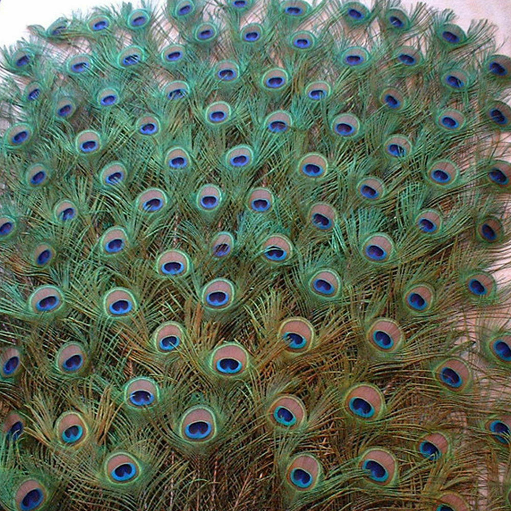 10pcs Beautiful Natural Peacock Tail Feathers 10-12inch For DIY Decoration US