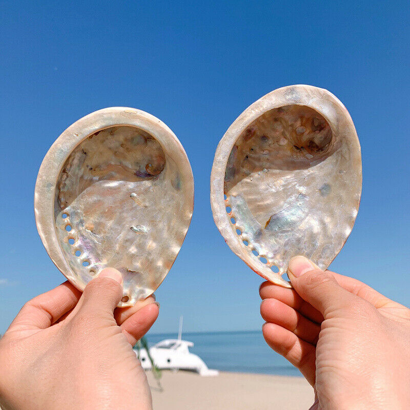 Natural Abalone Shell Conch Aquarium Fish Tank Ornaments Landscape 11-12CM