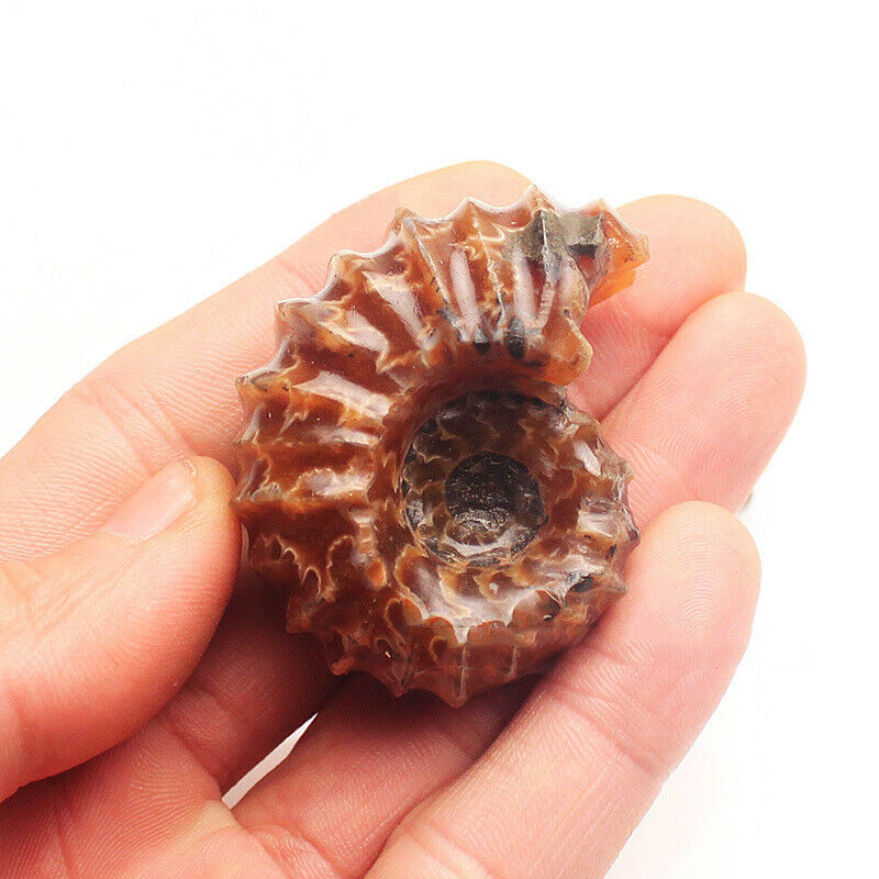 1Pc Natural Ammonite Fossil Shell Conch Specimen Stone Healing Reiki Madagascar