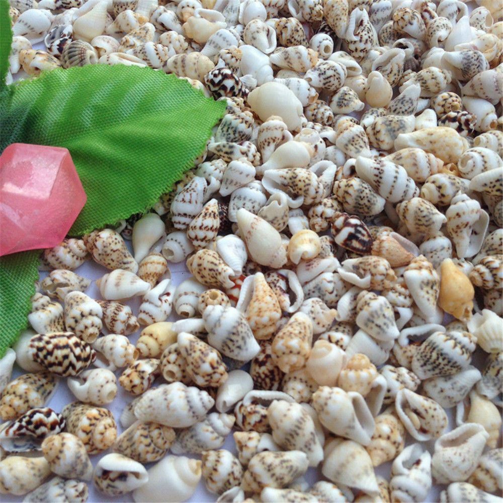 100 pcs Small Sea Shells Assorted Natural Seashells Conch Crafts DIY Decoration