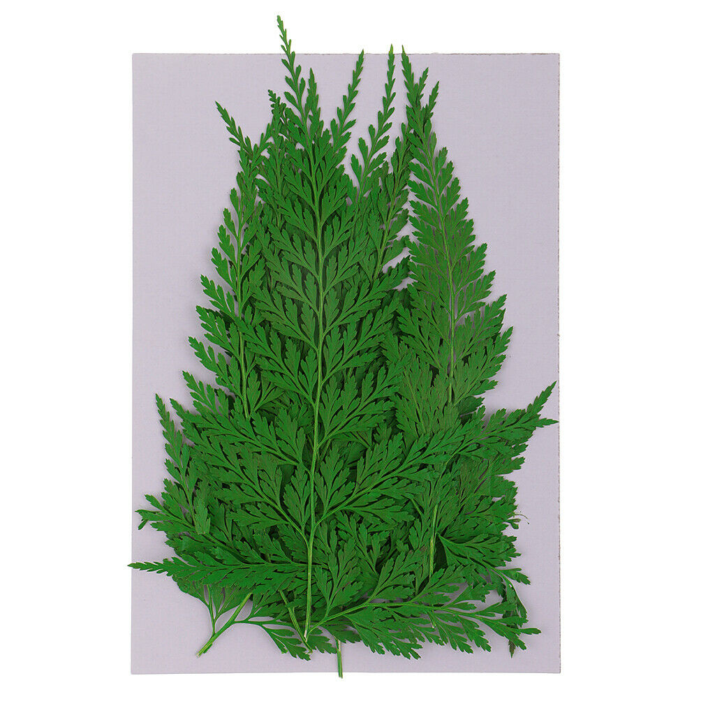 18Pcs Natural Press Ferns Leaves Pressed Real Dried Flower Dry Leaves for DIY