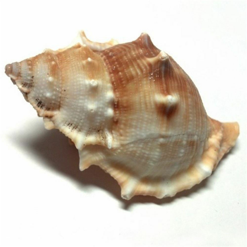 2 pcs Spiral Sea Shells 3cm -6cm Natural Seashells Conch DIY Craft Decorations