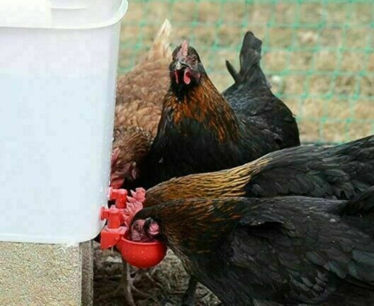 Chicken Water Nipple Cup Drinking Poultry Rooster Coop Auto Drinker Cup 4 Pack
