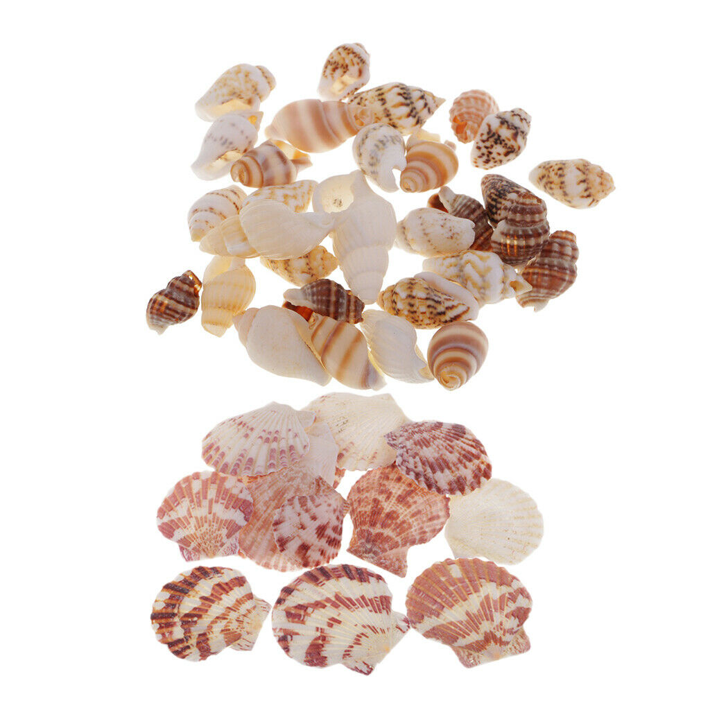 30x Sea Shells Mixed Beach Seashell DIY Accents for Candle Making Decoration