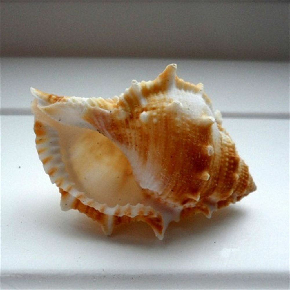 2 pcs Spiral Sea Shells 3cm -6cm Natural Seashells Conch DIY Craft Decorations
