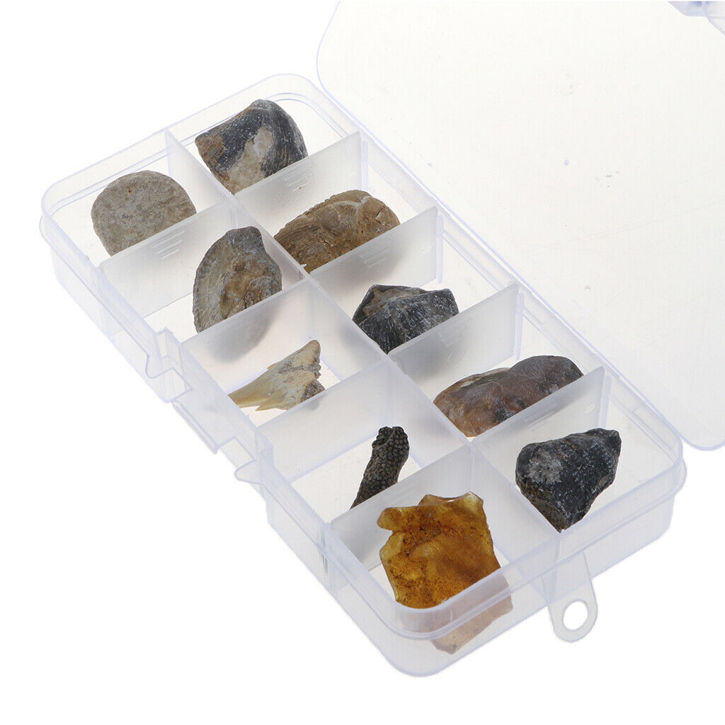 Pack of 10 Teaching Aids for Biology Copies 10 Pieces of Fossils