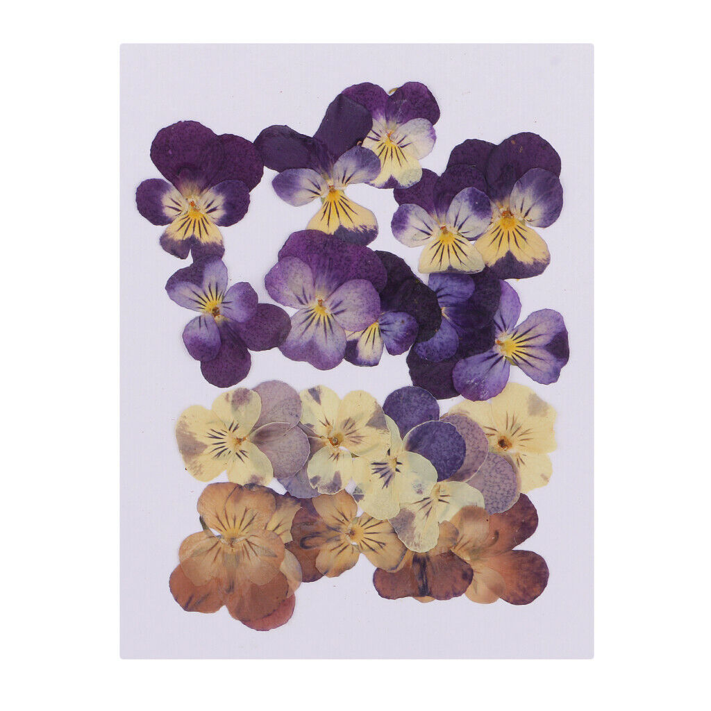 20-Piece Real Pressed Dried Flowers Violet for DIY Art Craft Scrapbooking