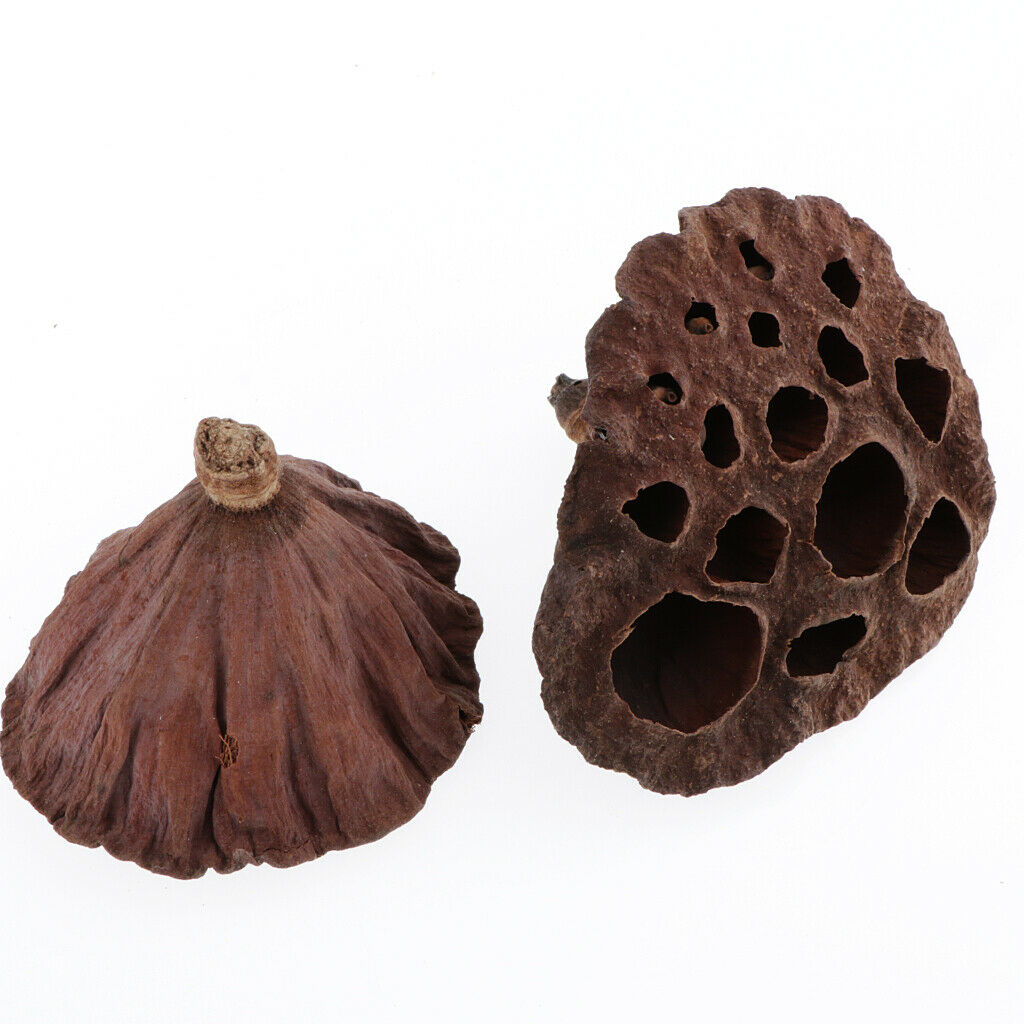 30Set Natural Dried Lotus  for Floral Arrangement Wedding Bridal Bouquet