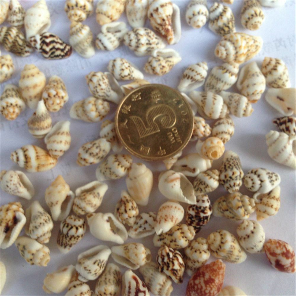 100 pcs Small Sea Shells Assorted Natural Seashells Conch Crafts DIY Decoration