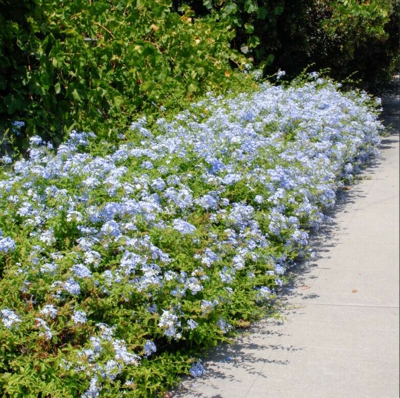 100Pc Plumbago Auriculata Blue Liana Creeps Exotic Perennial Flower Garden Decor