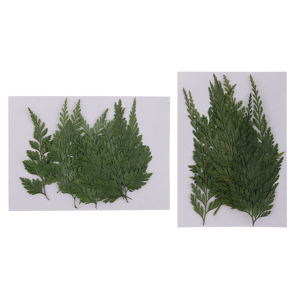2X 12 Pieces Natural Pressed Dried Flowers Leaves DIY Art Craft Scrapbook Card