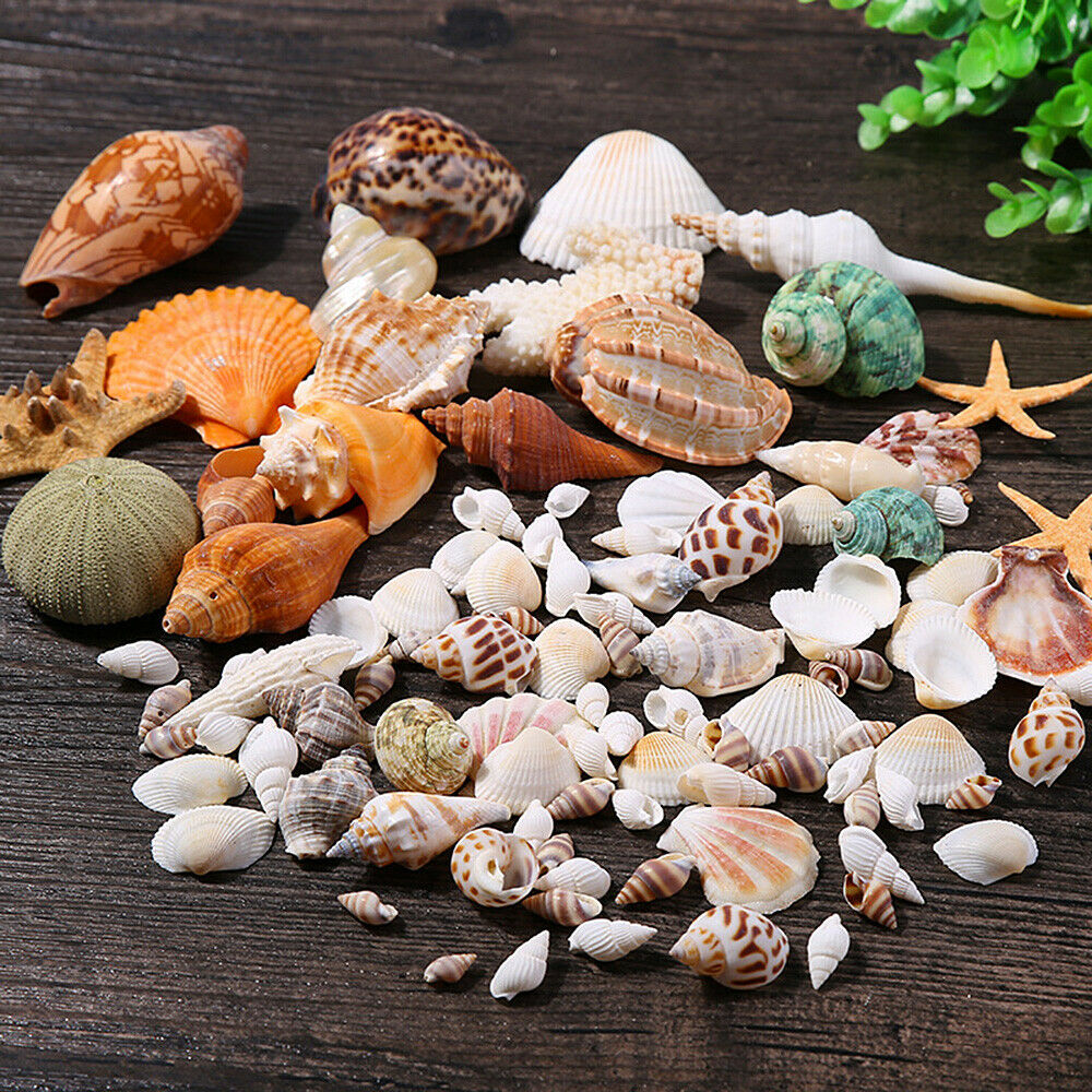 Natural Sea Shells Conch Fish Tank Aquarium Landscape Ornament Home Decor DIY