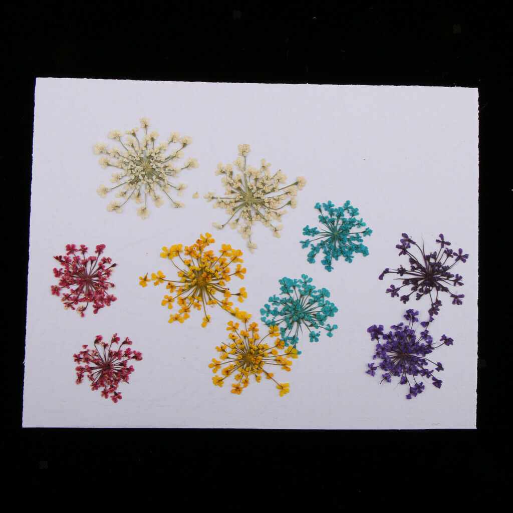 10x Natural Press Dried Flowers Pressed Flower Leaves 10-20mm for Nails Art