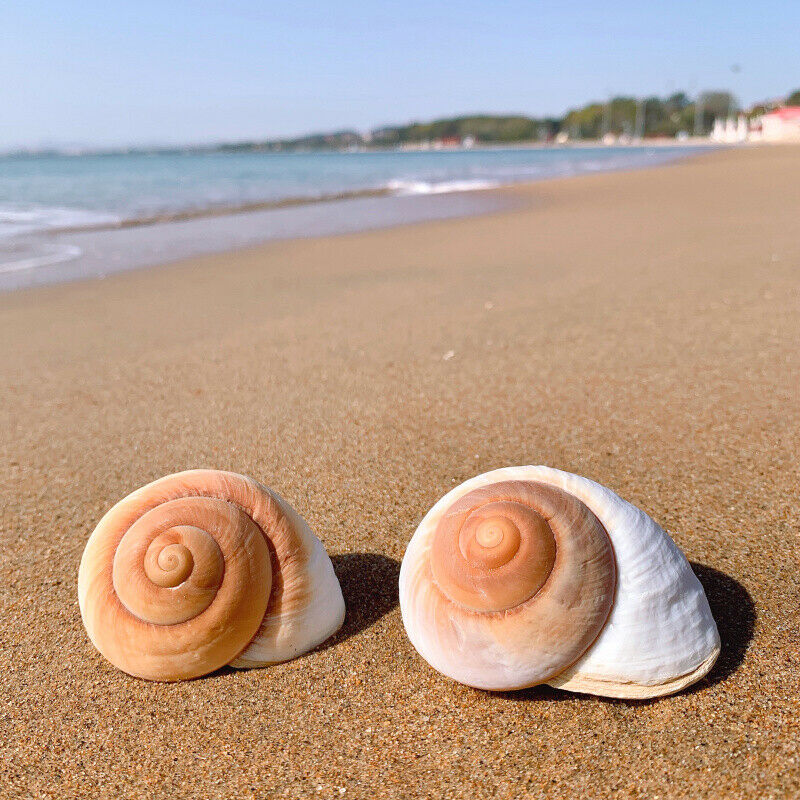 Natural Bread Snail Shells Hermitage Crab Replacement Conch Ornaments 7-8CM