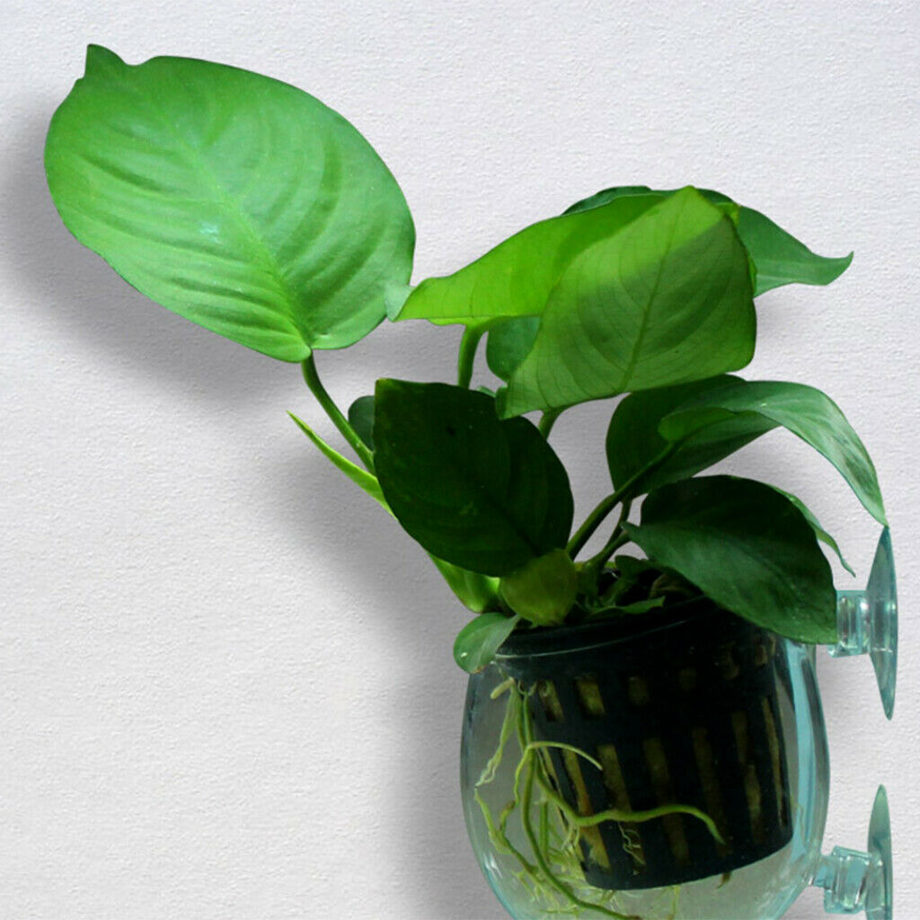 Crystal Glass Planter Aquarium Tank Aquatic Plant Cup Pot Home Decor Pot