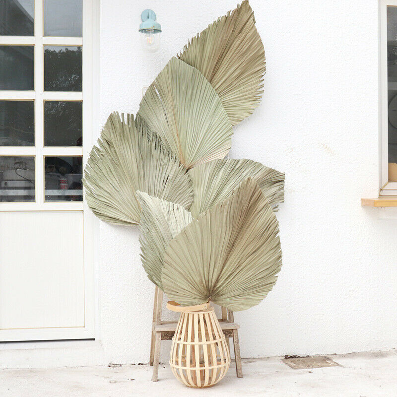 Natural Dried Flower Palm Leaf Fan Plant Party Wall Hanging Wedding Decor DIY