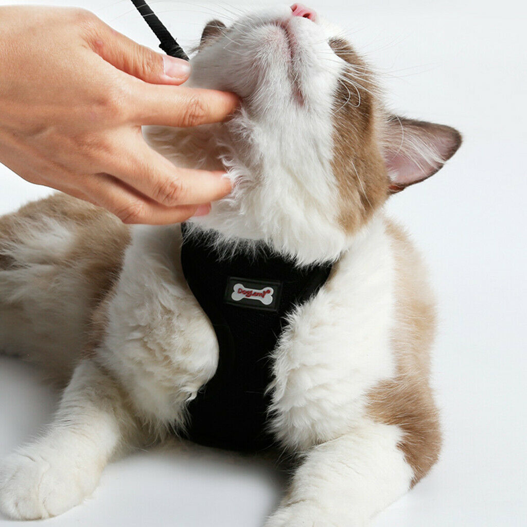 Pack of 2, Pet Cat Kitten Soft & Comfy Made Well 120cm/3.94ft Leash Puppy Dog