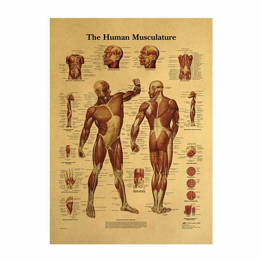 Human Structure Skeleton Musculature Retro Anatomy Picture Kraft Paper Poster