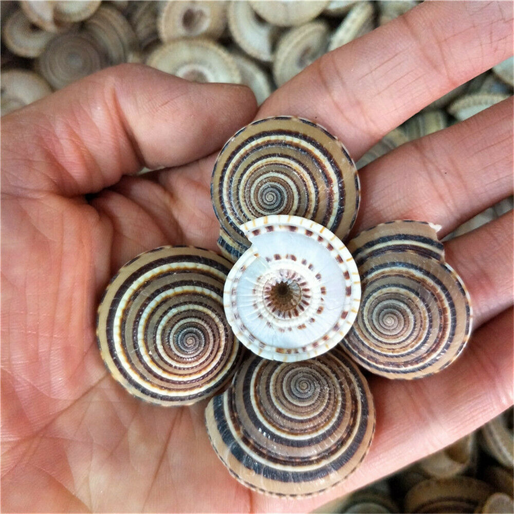 4pcs Natural Spiral Seashell Striped Shell Conch Aquarium Nautical Decor 35-40mm