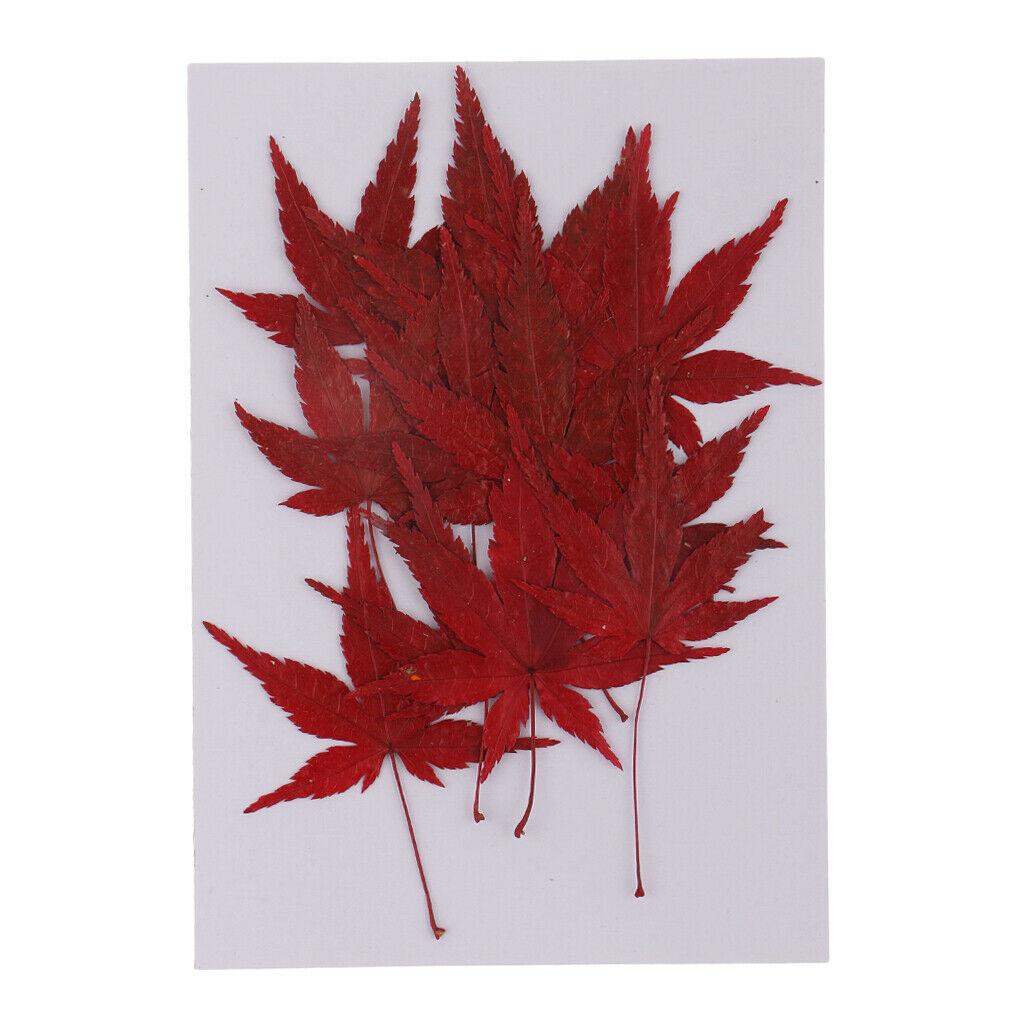 12x   Real   Dried   Flower   Leaves   Red   Maple   Leaf   for   DIY   Craft