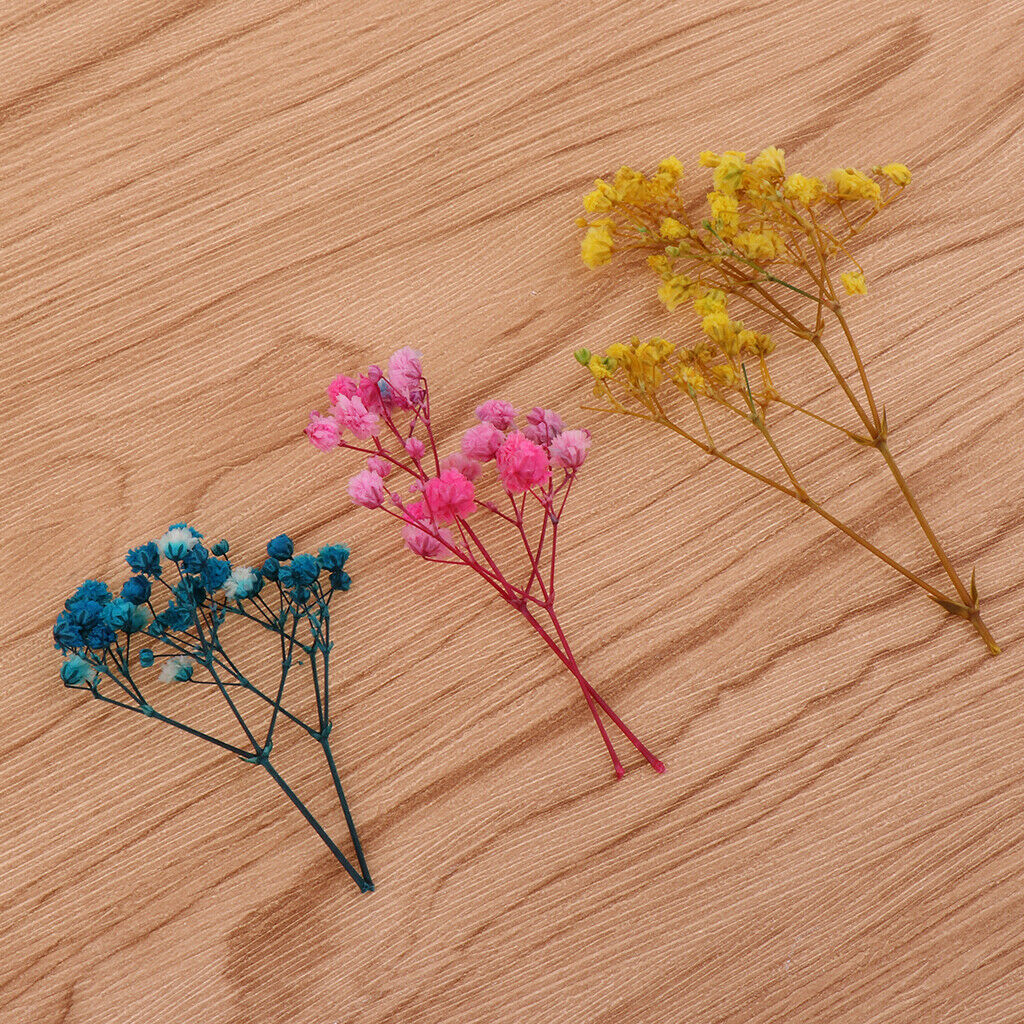 Pressed Leaves Natural Dried Flowers Scrapbooking Cards making Multi