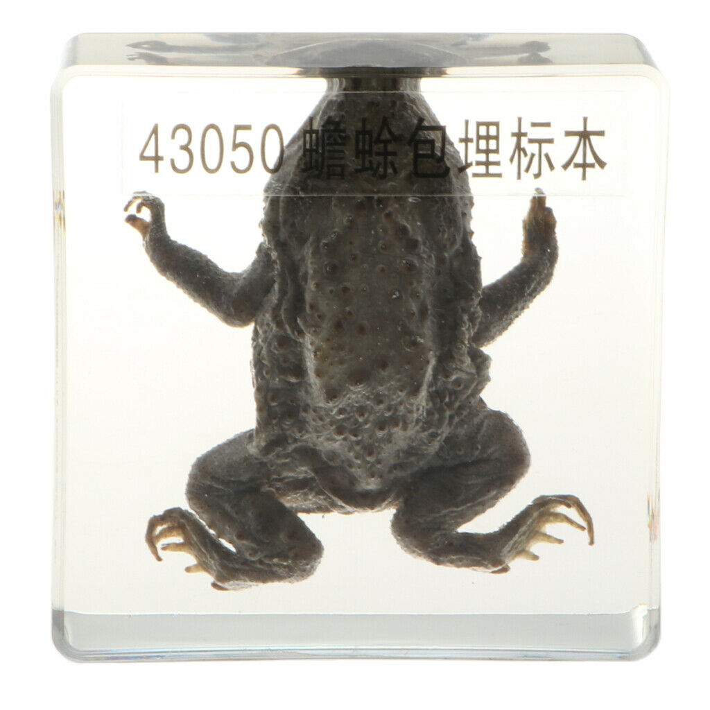 3 Inch Toad in Block Clipboard Animal Specimen