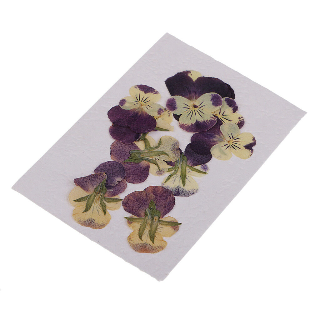 10 Pieces Mixed Size Real Pressed Pansy Flowers for Scrapbooking Arts Crafts