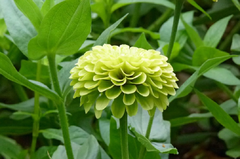 50 PCS Seeds Zinnia Dahlia Giant Lime Queen Elegans Envy Green Amazing Fliowers