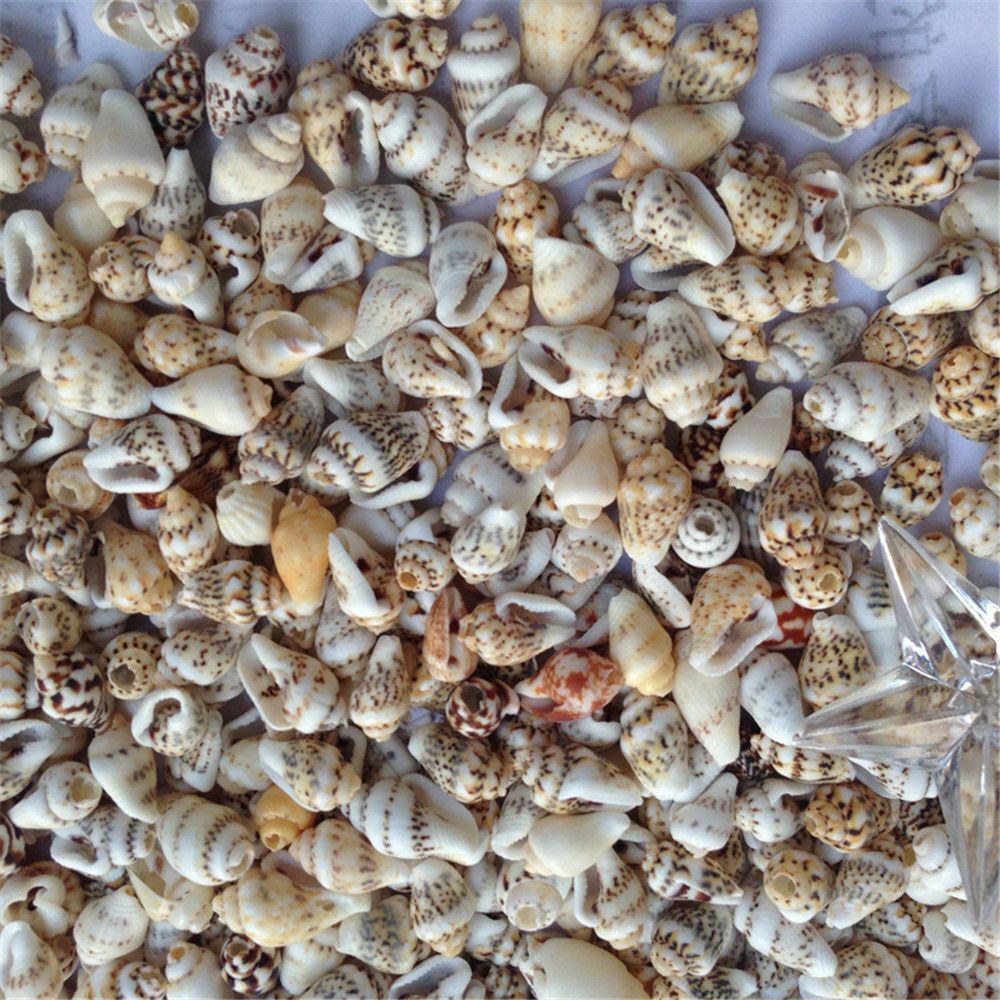 100 pcs Small Sea Shells Assorted Natural Seashells Conch Crafts DIY Decoration