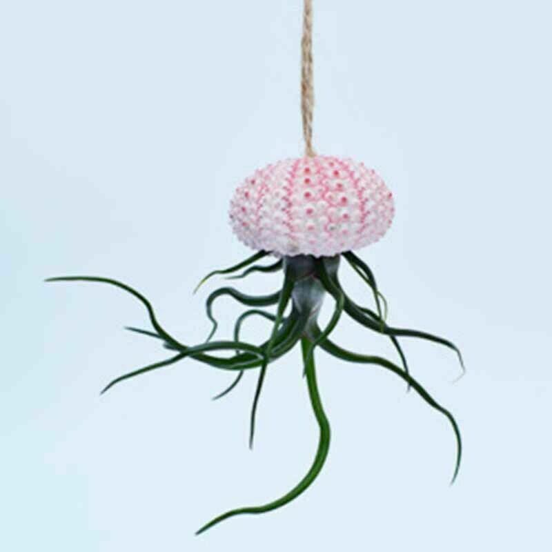1Pcs Natural 3-5cm Pink Sea Urchin Shells Ornament Flowerpot Plant Decor HH6964
