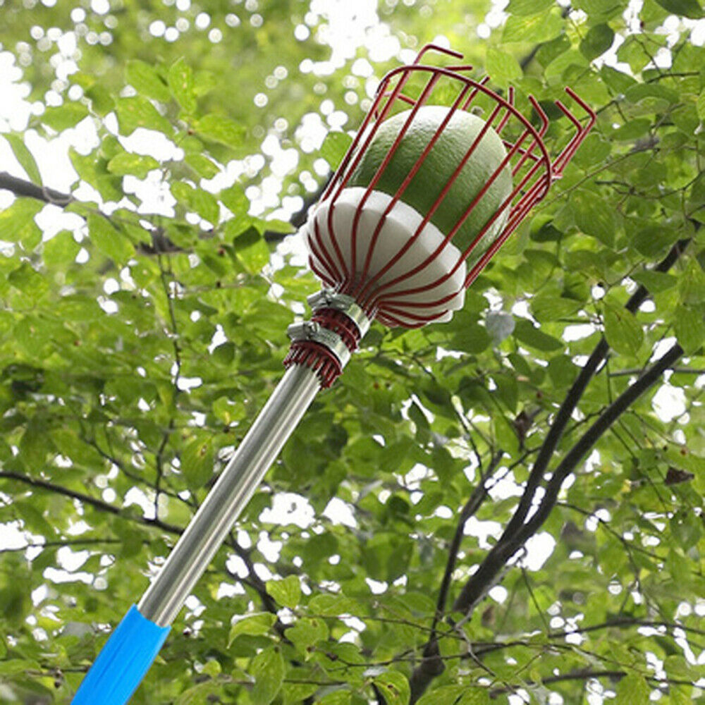 Orchards 5ft Fruit Picker Tool Stainless Height Adjustable Fruit Picker w/Basket