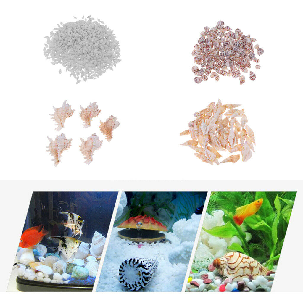 500g Mixed Sea Beach Shells Craft Seashells Aquarium Fish Tank Decor #1 500g