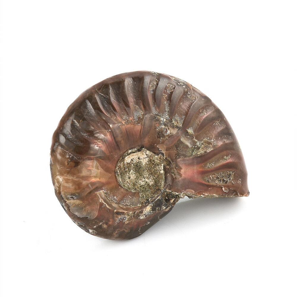 100% Natural Iridescent Ammonite Ammolite Facet Specimen Madagascar Stone Gifts