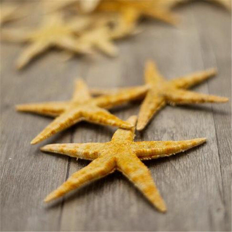 50pcs Natural Starfish Decorations Sea Star Crafts Decor For Micro Landscape