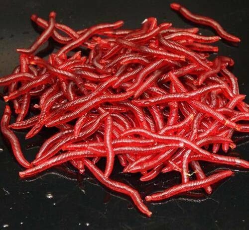 50x Red Earthworm Soft Worm Fishing Lures Bait Hooks Baits Tackle Crankbaits Kit