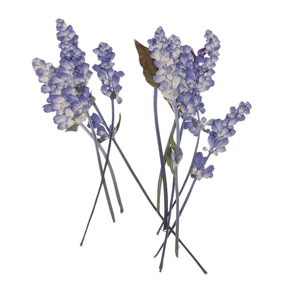 10pcs Pressed Dried Flowers Candle /Soap Charms Face Make Up Floral Decor