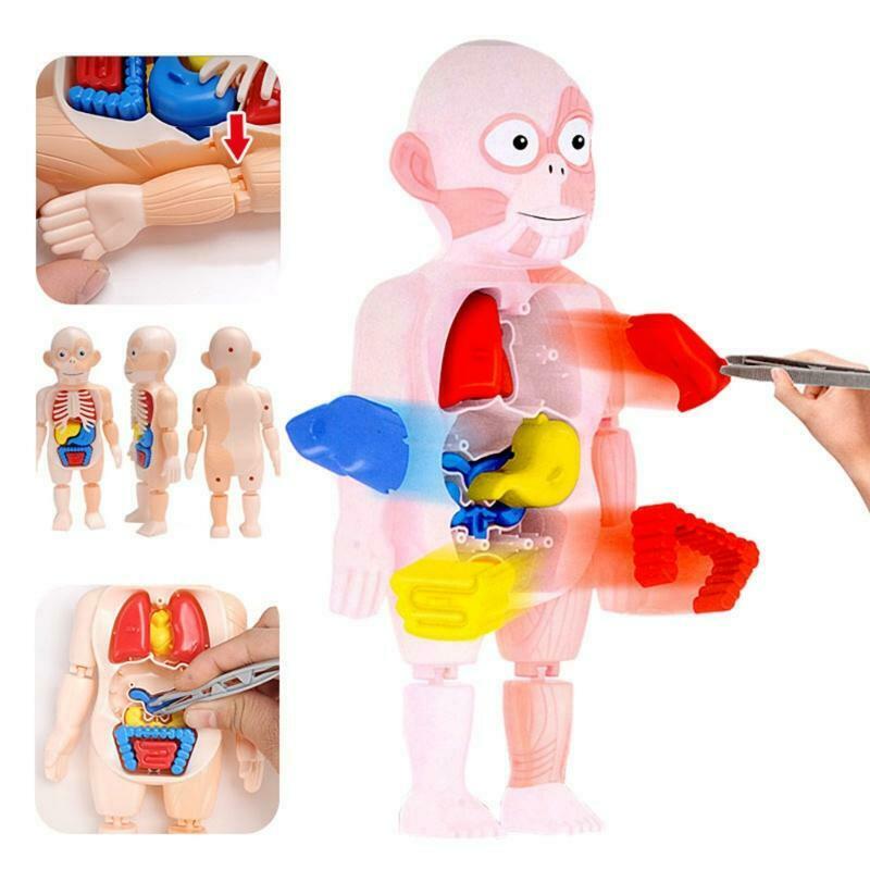 1Set Creative Building Block Human Organ Board Kindergarten Montessori Puzzle