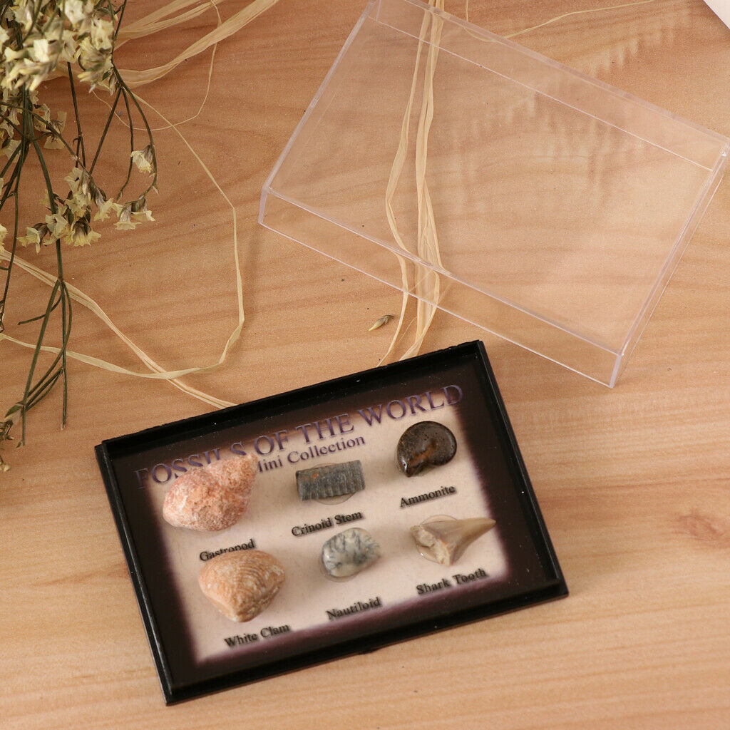 6Pcs Marine Animal Fossils Specimens Collection School Biology Teaching Aids