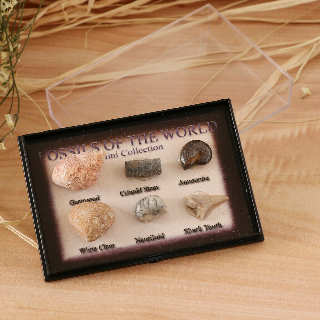 Prettyia   6Pcs   Marine   Animal   Fossils   School   Biology   Teaching   Aids