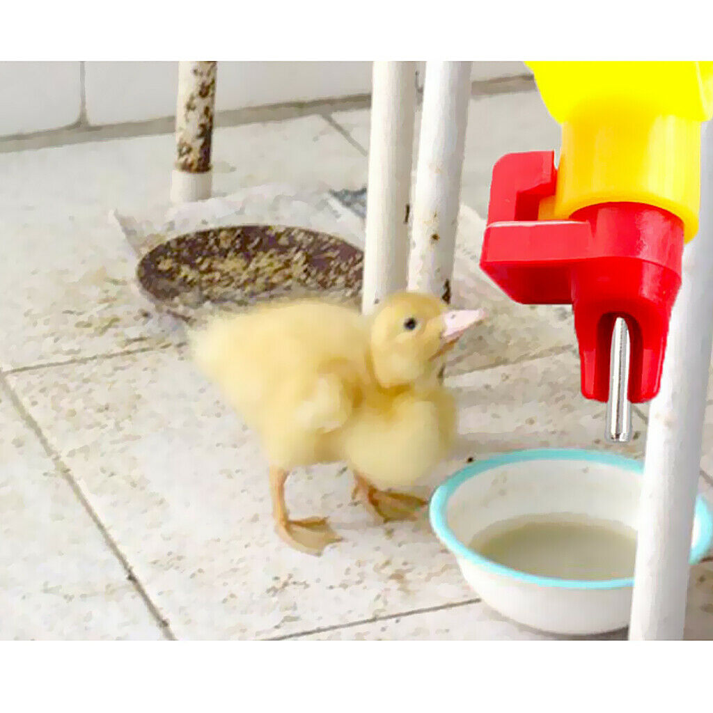 10 Sets Poultry Cup Hanging Water Troughs Coop Chicken Drinking Feeding   1