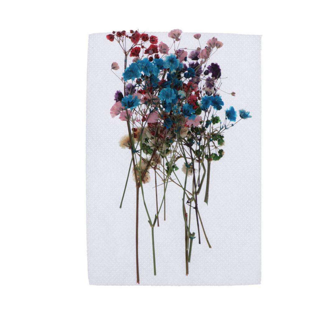 12Pcs Real Dry Press Babysbreath Flower Natural Pressed Dried Flowers Leaves for