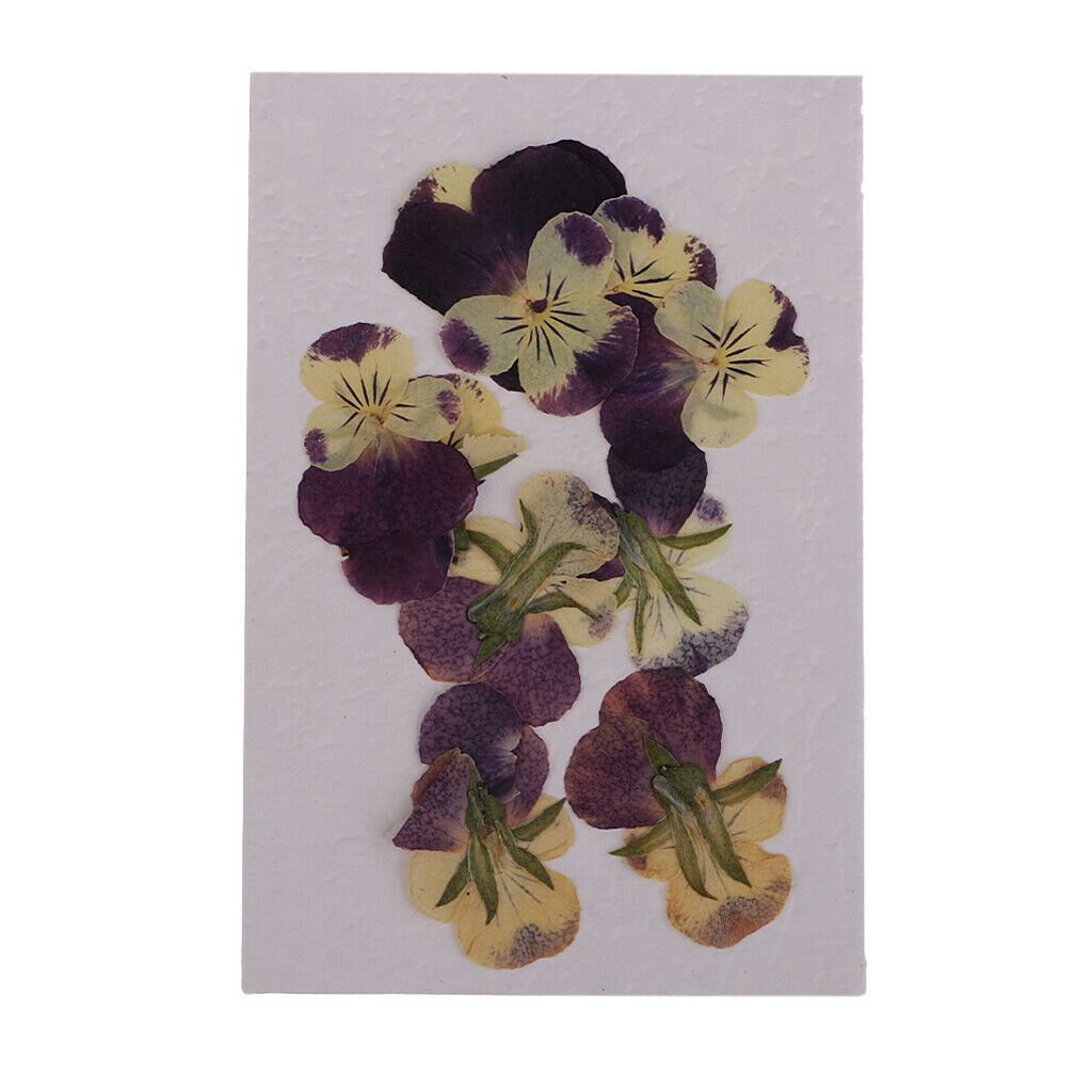 10 Pieces of Dried Flowers Eye-catching Accessory for DIY Projects Multicolored