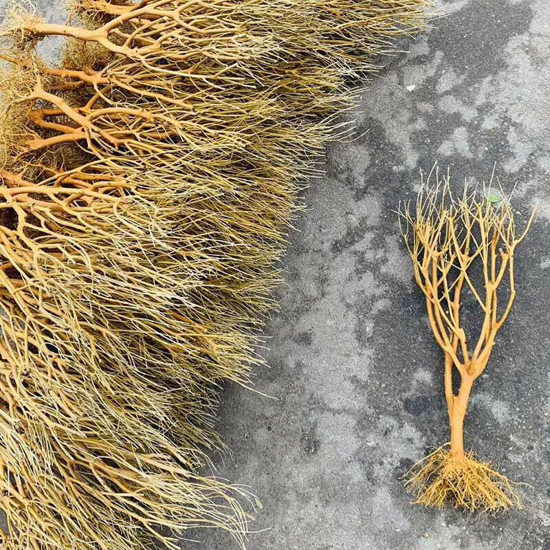 Driftwood Aquarium Moss Tree Fish Tank Freshwater Decor Landscape Bonsai Supply