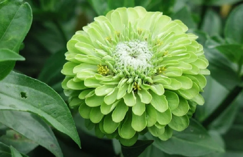 50 PCS Seeds Zinnia Dahlia Giant Lime Queen Elegans Envy Green Amazing Fliowers
