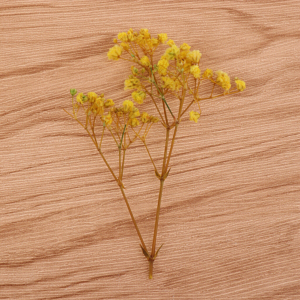 Pressed Leaves Natural Dried Flowers Scrapbooking Cards making Multi