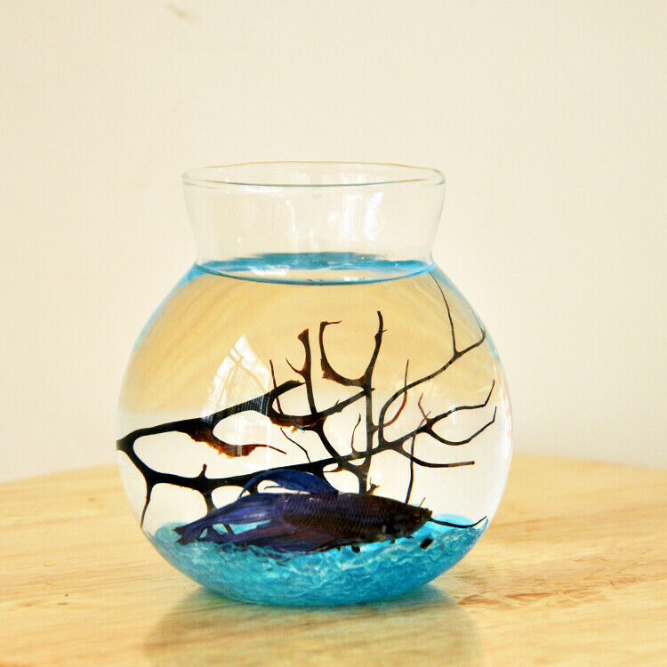 Transparent Glass Vase for Plant Flower  Aquarium Table Decoration