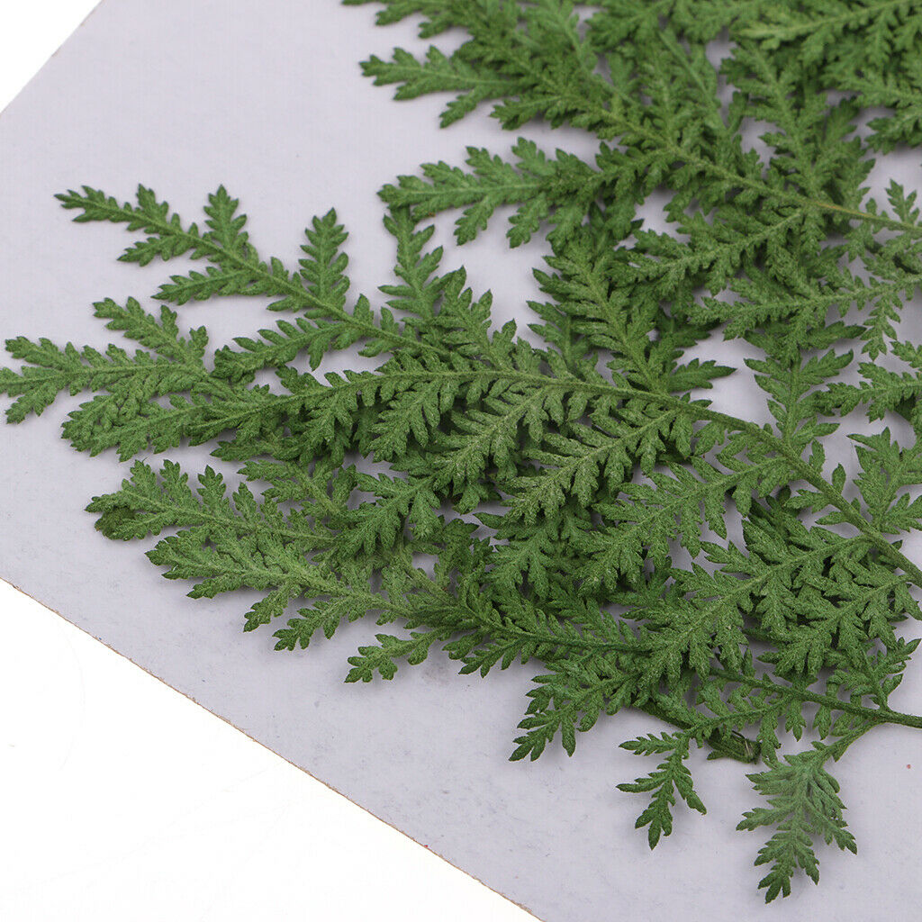 Beautiful Real Dried Pressed Flowers Dry Leaves, 12 Pack for Arts Crafts DIY