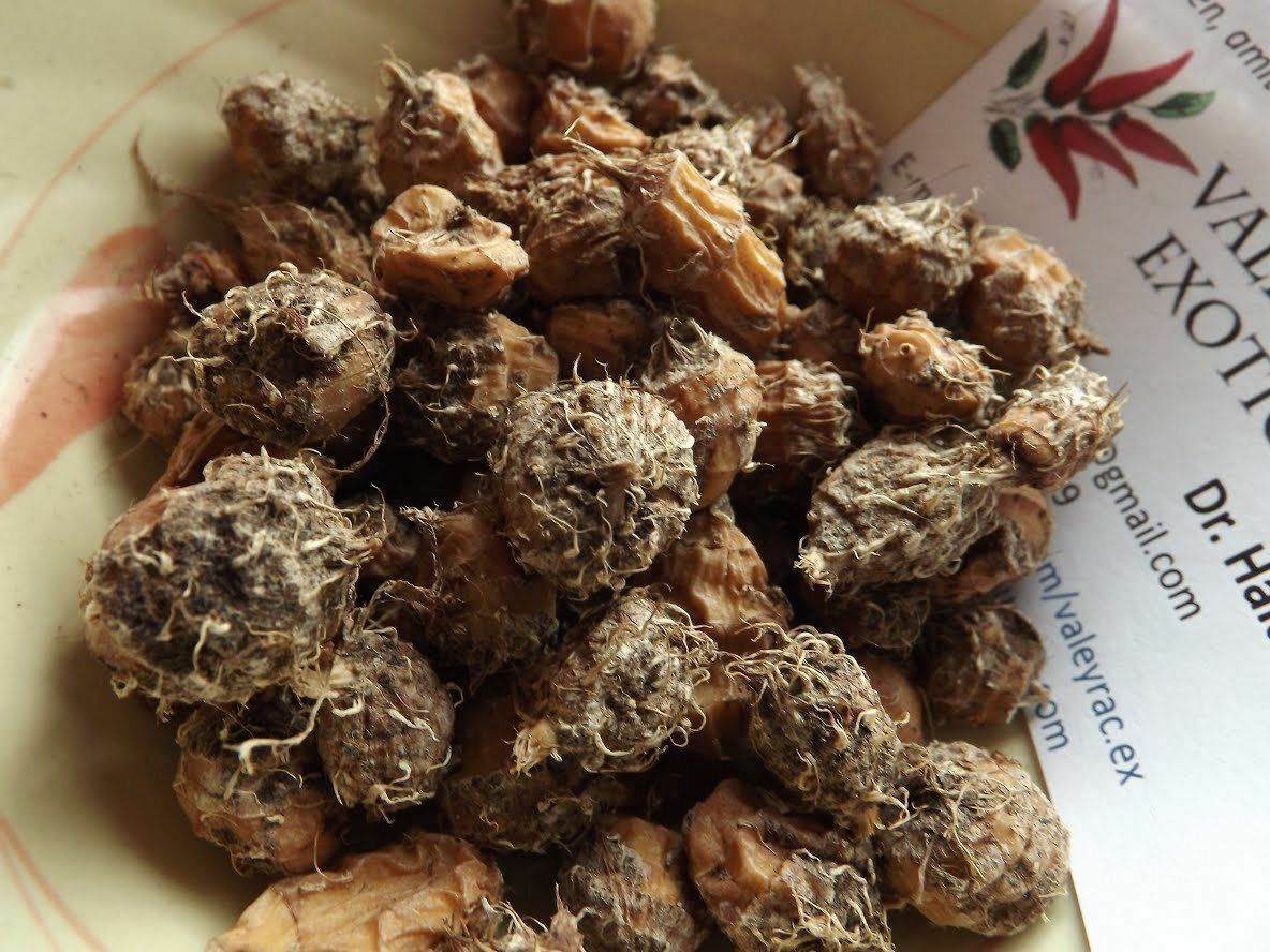 African Super Tigernut - Chufa - 25+ tubers - tubercules - TASTY and YIELDING!